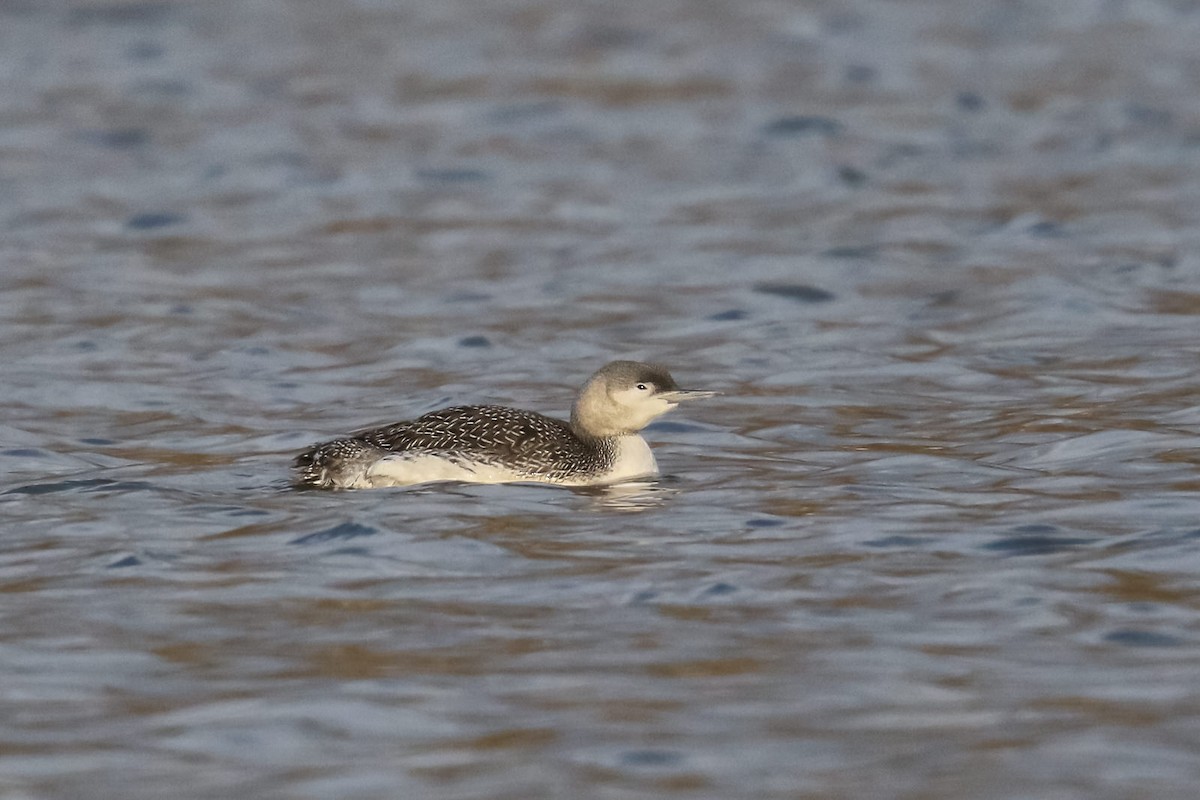 Red-throated Loon - Wolfgang Henkes