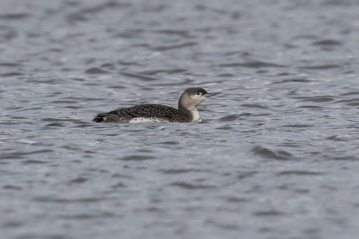 Red-throated Loon - ML620665102