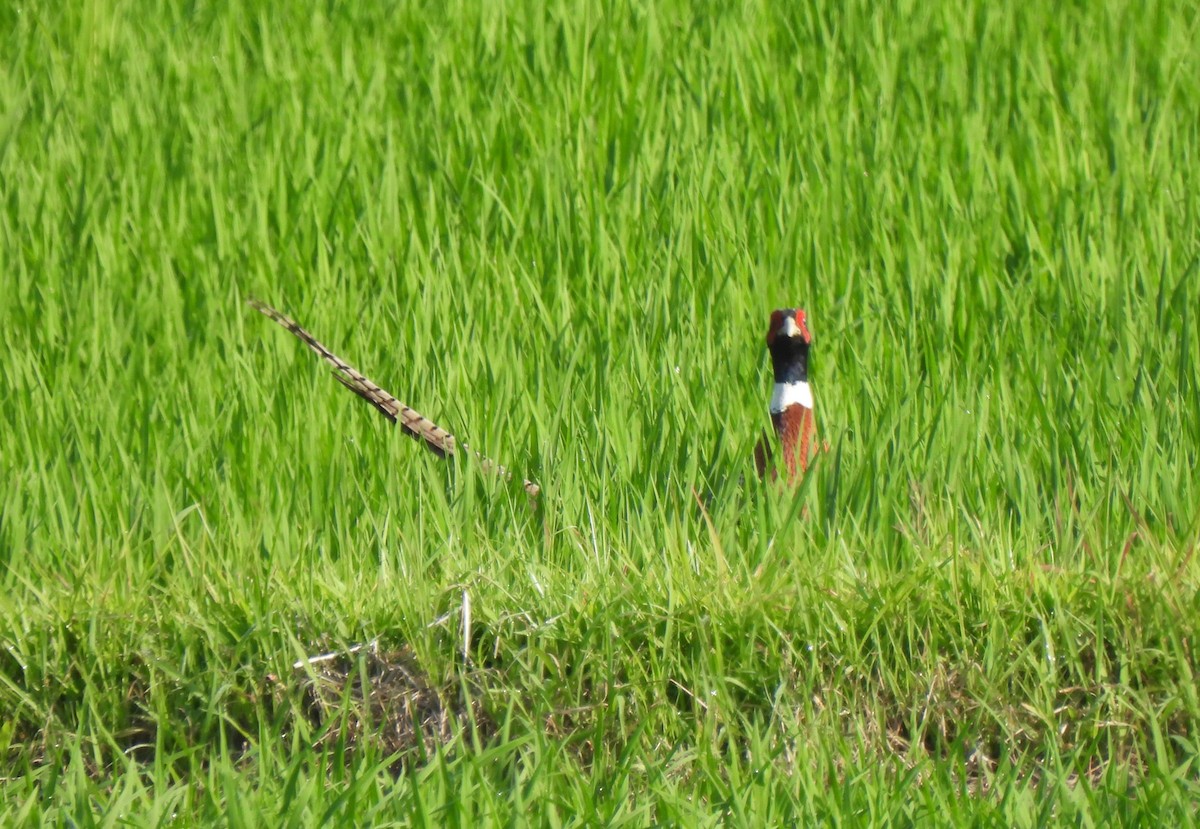 Ring-necked Pheasant - ML620665111