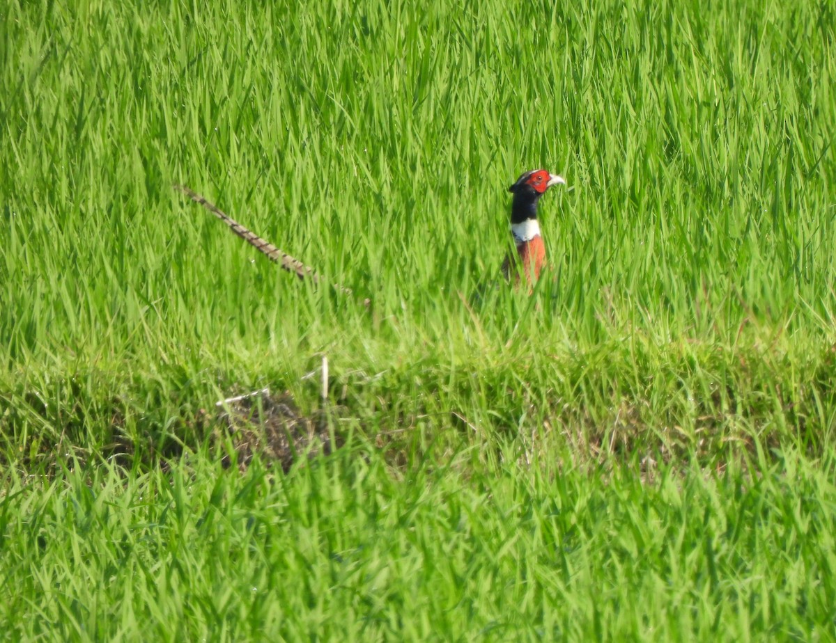 Ring-necked Pheasant - ML620665112