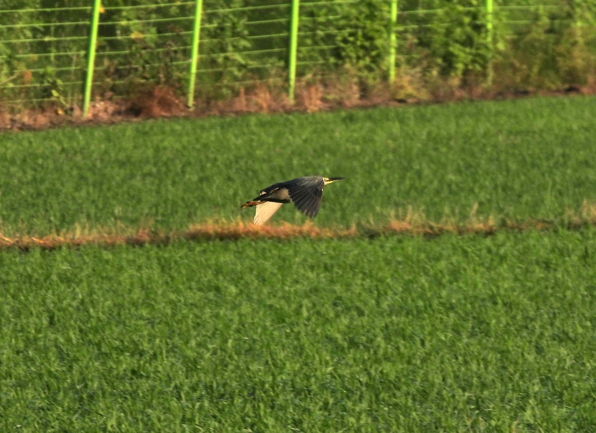 Striated Heron (Old World) - ML620665114