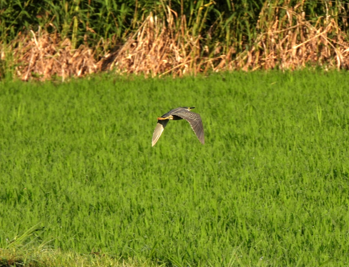 綠簑鷺(atricapilla群) - ML620665116