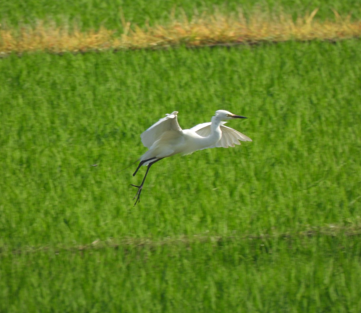 Medium Egret - ML620665117