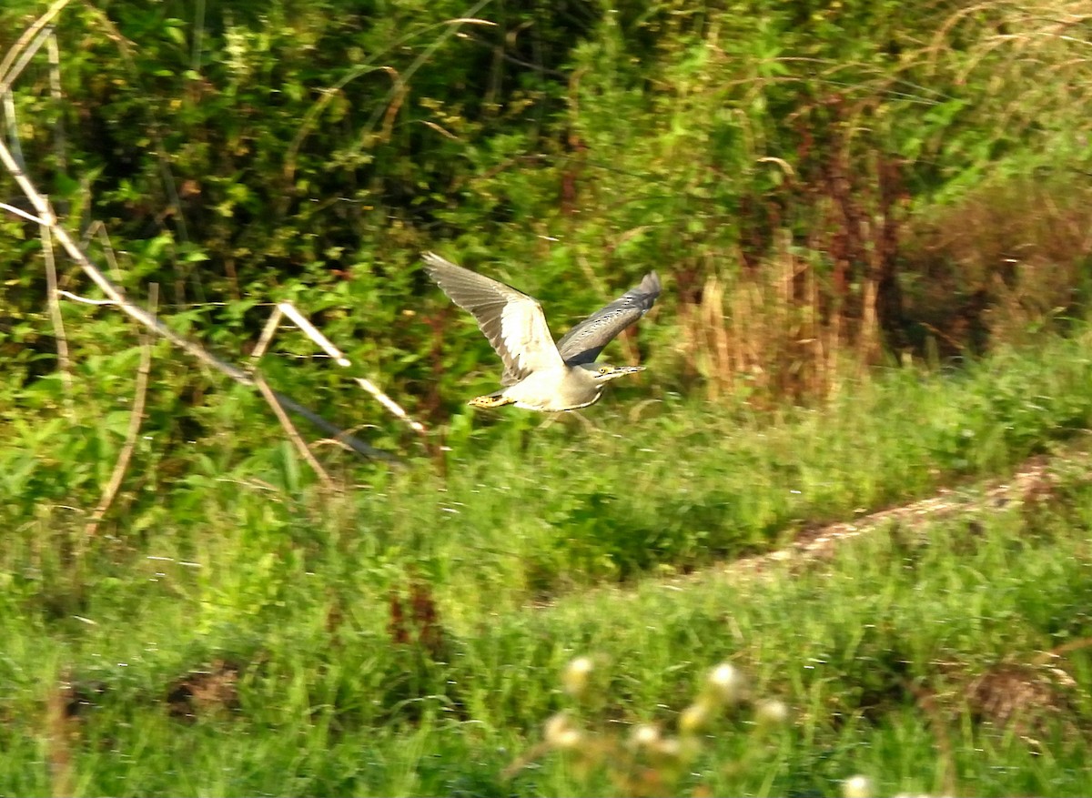 Striated Heron (Old World) - ML620665121