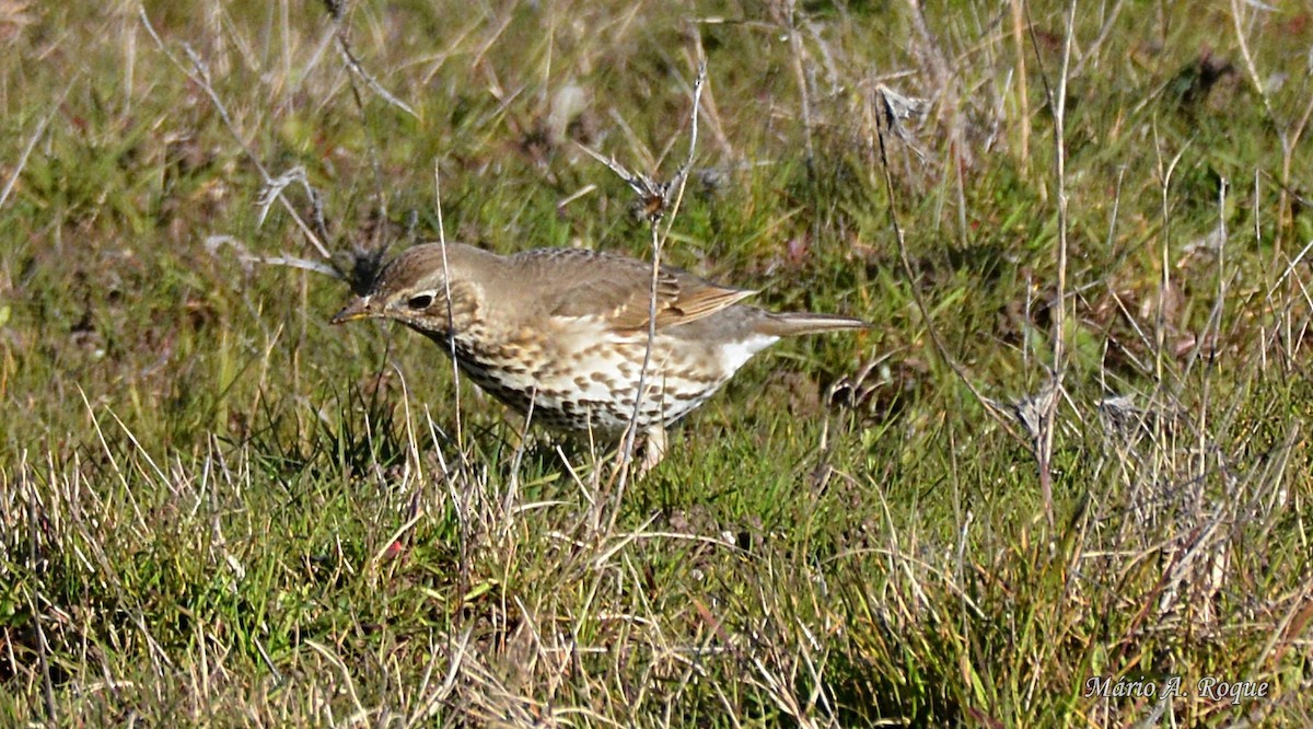 Song Thrush - ML620665122