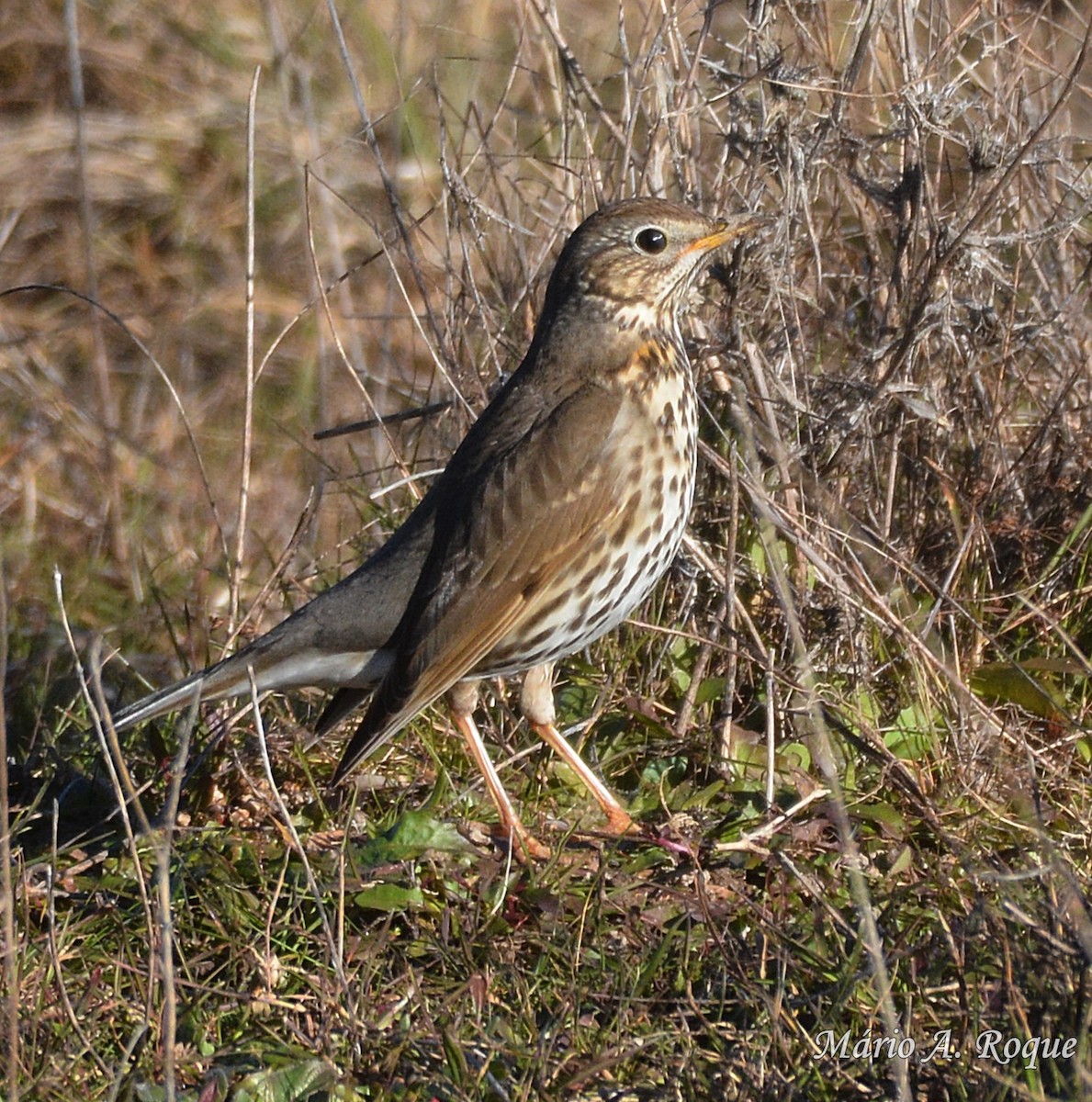 Song Thrush - ML620665123