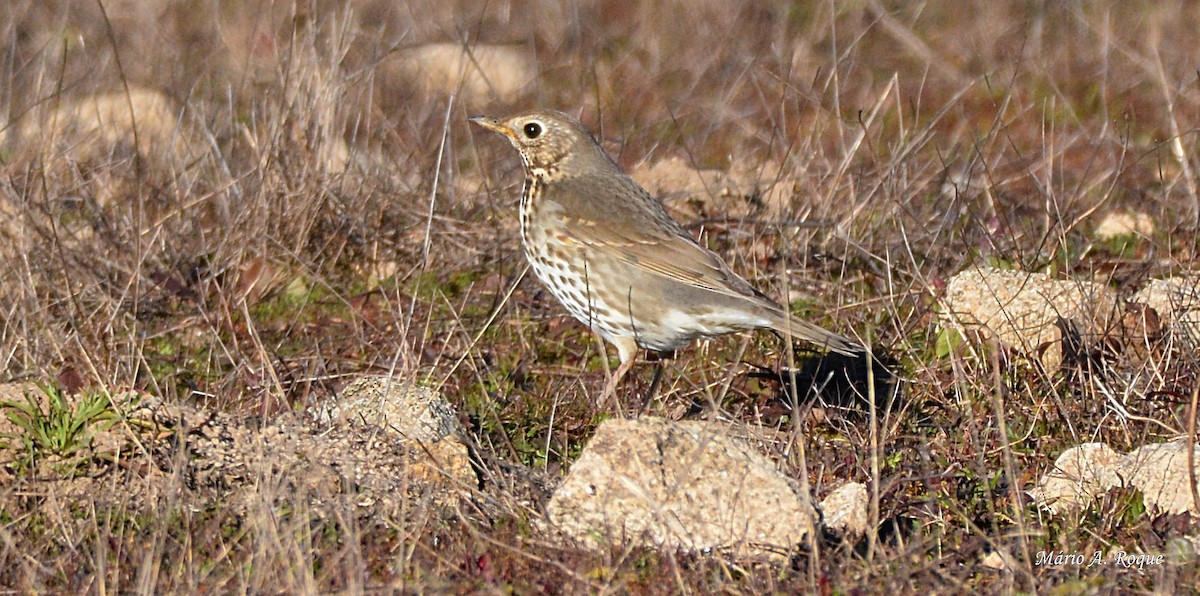 Song Thrush - ML620665124