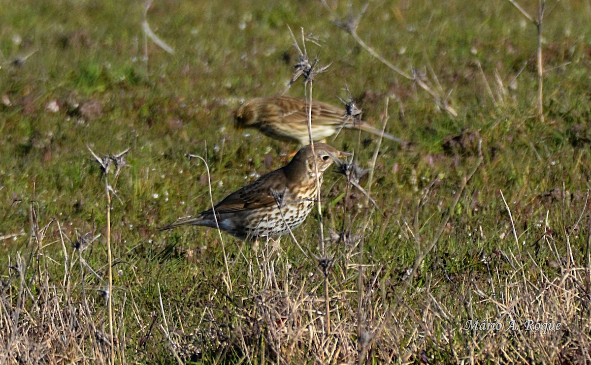 ウタツグミ - ML620665125