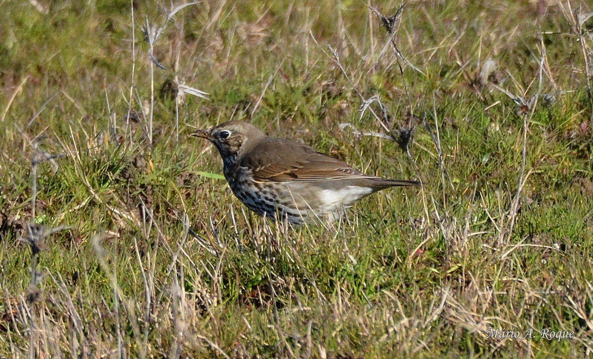 ウタツグミ - ML620665126