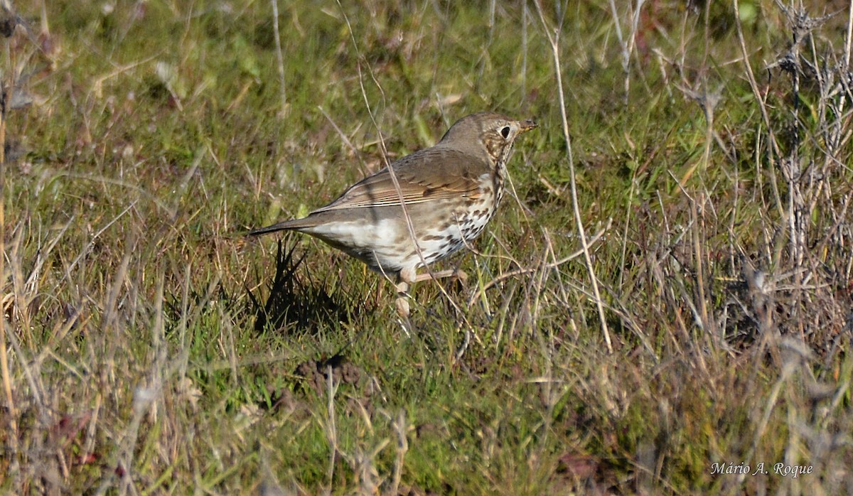 ウタツグミ - ML620665127