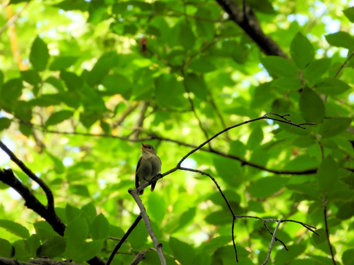 Red-breasted Flycatcher - ML620665130