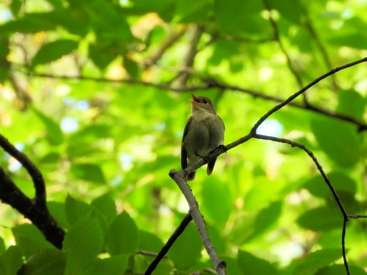 Red-breasted Flycatcher - ML620665131