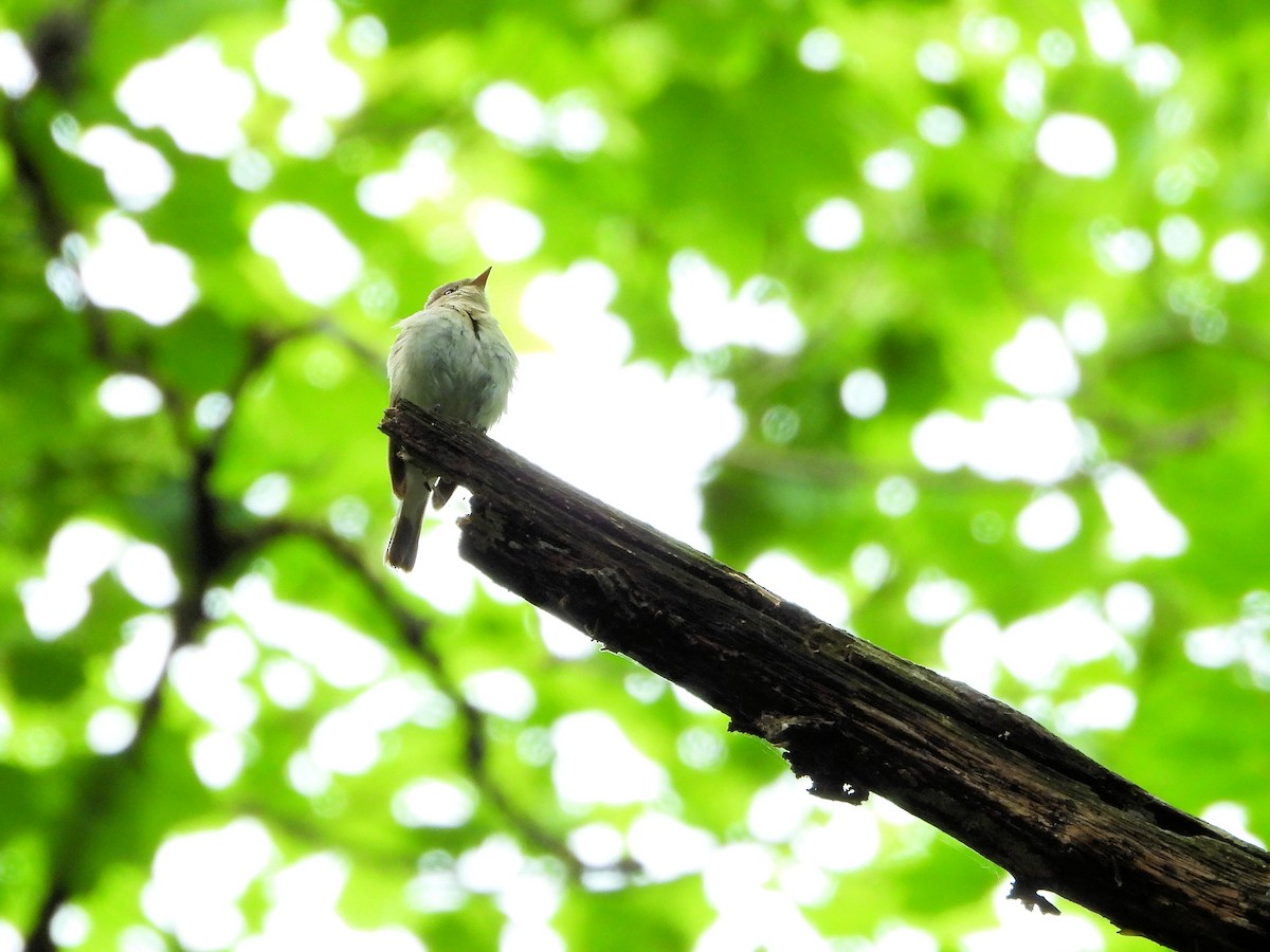 Red-breasted Flycatcher - ML620665133