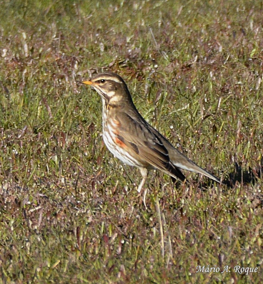 Redwing - ML620665134