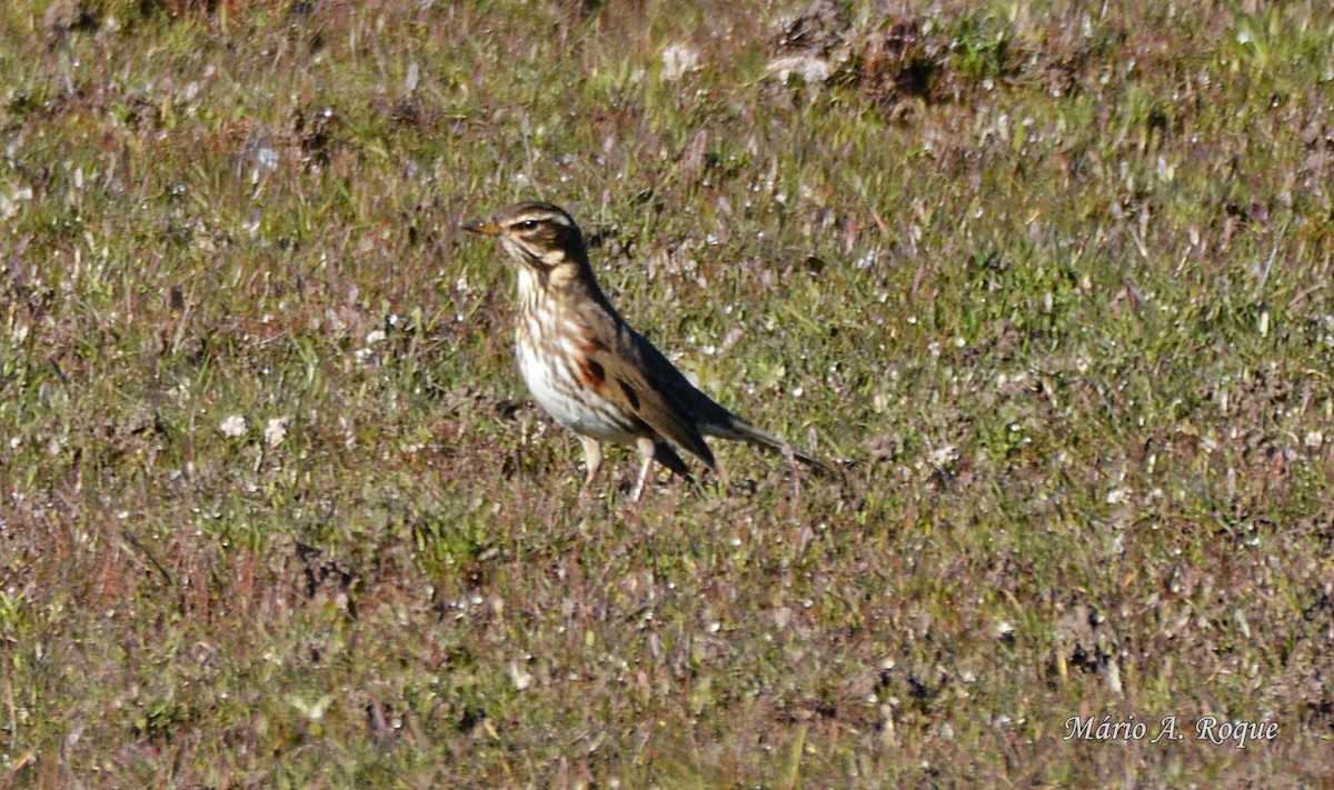 Redwing - Mário Roque