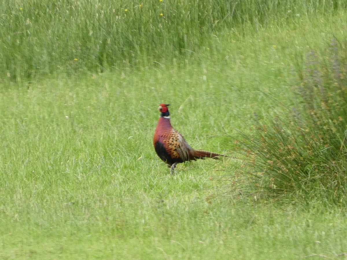 Ring-necked Pheasant - ML620665139