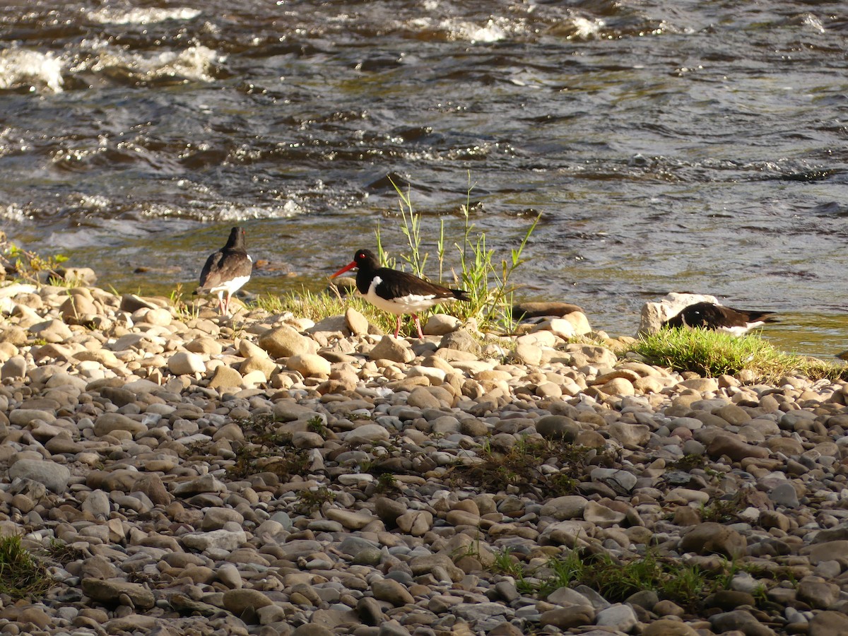 Eurasian Oystercatcher - Duncan Wiseman