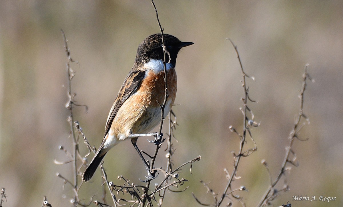 European Stonechat - ML620665143