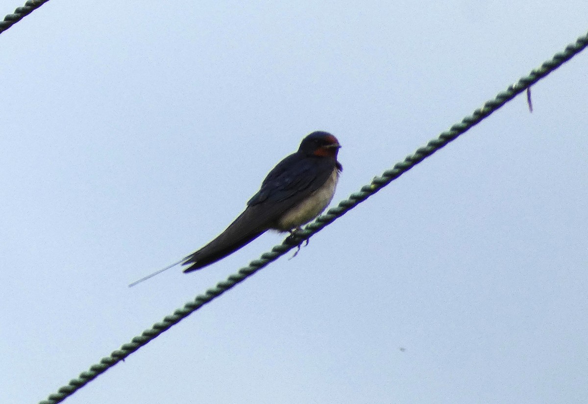 Golondrina Común - ML620665147