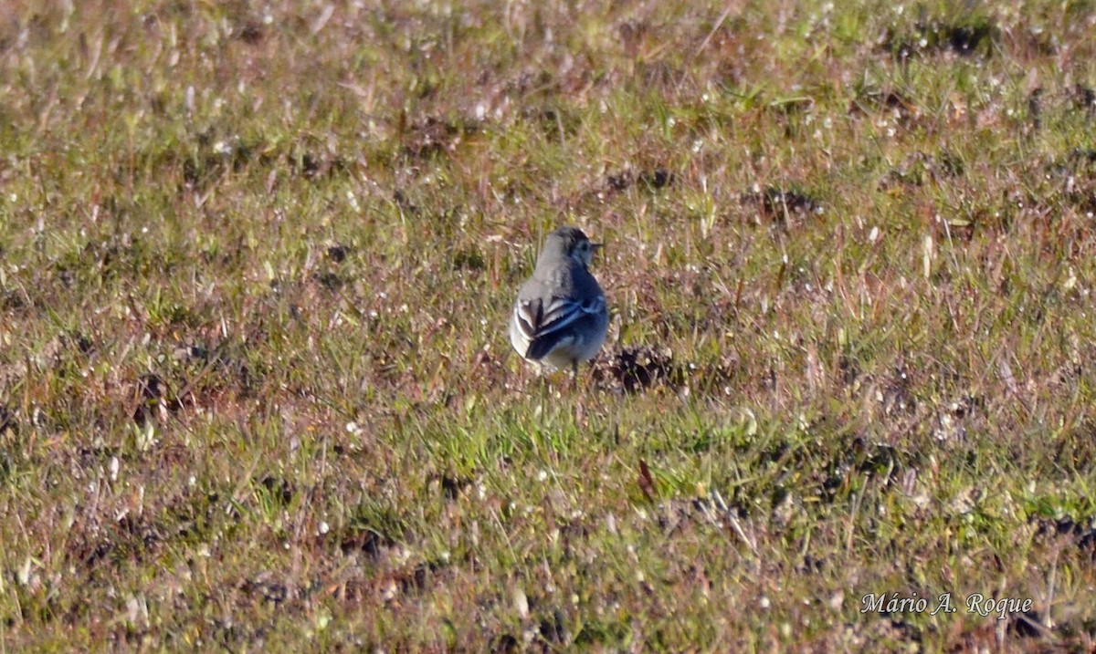 White Wagtail - ML620665151