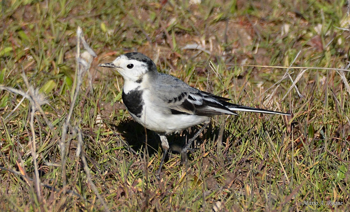 White Wagtail - ML620665152