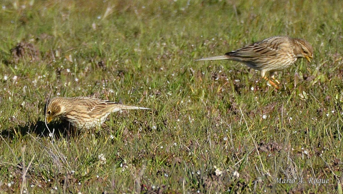 Corn Bunting - ML620665157