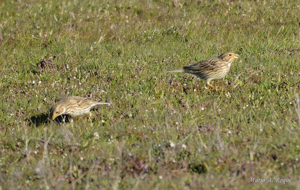 Corn Bunting - Mário Roque