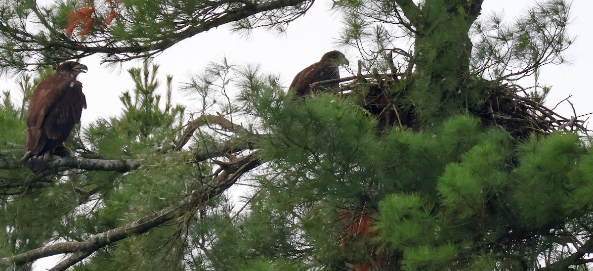 Bald Eagle - ML620665159