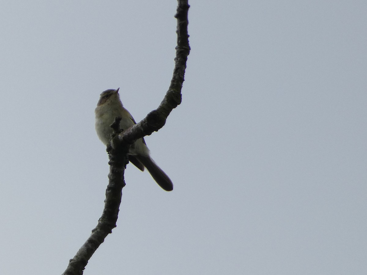 Common Chiffchaff - ML620665160