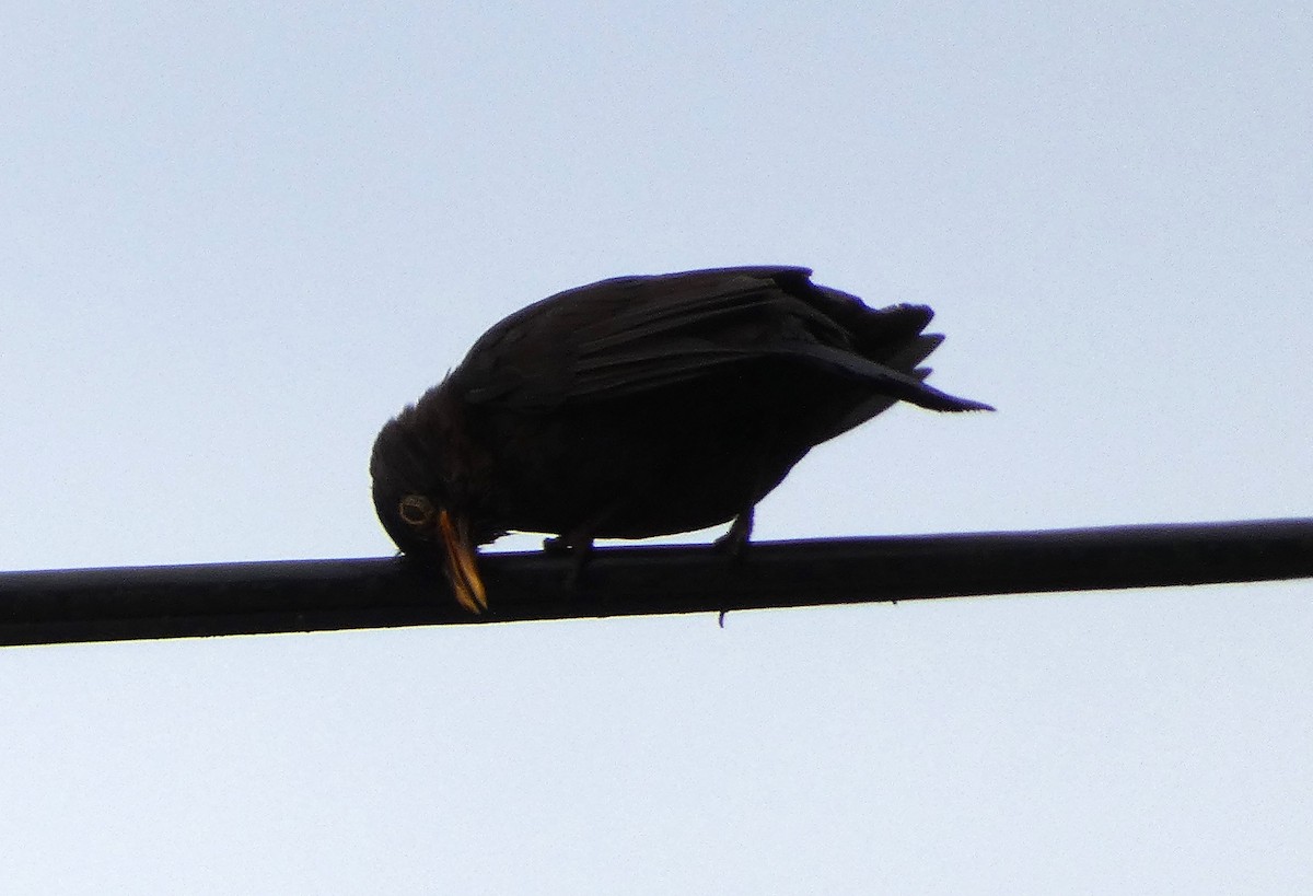 Eurasian Blackbird - ML620665165