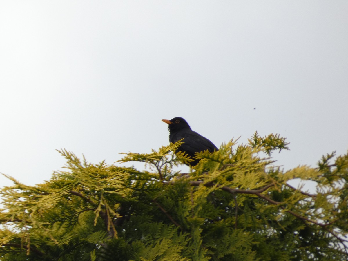 Eurasian Blackbird - ML620665166