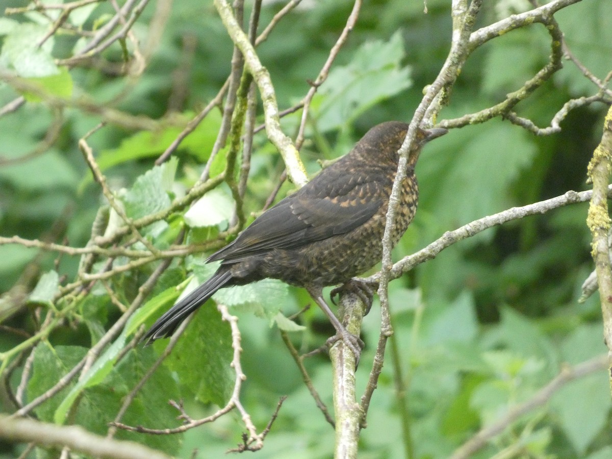Eurasian Blackbird - ML620665167
