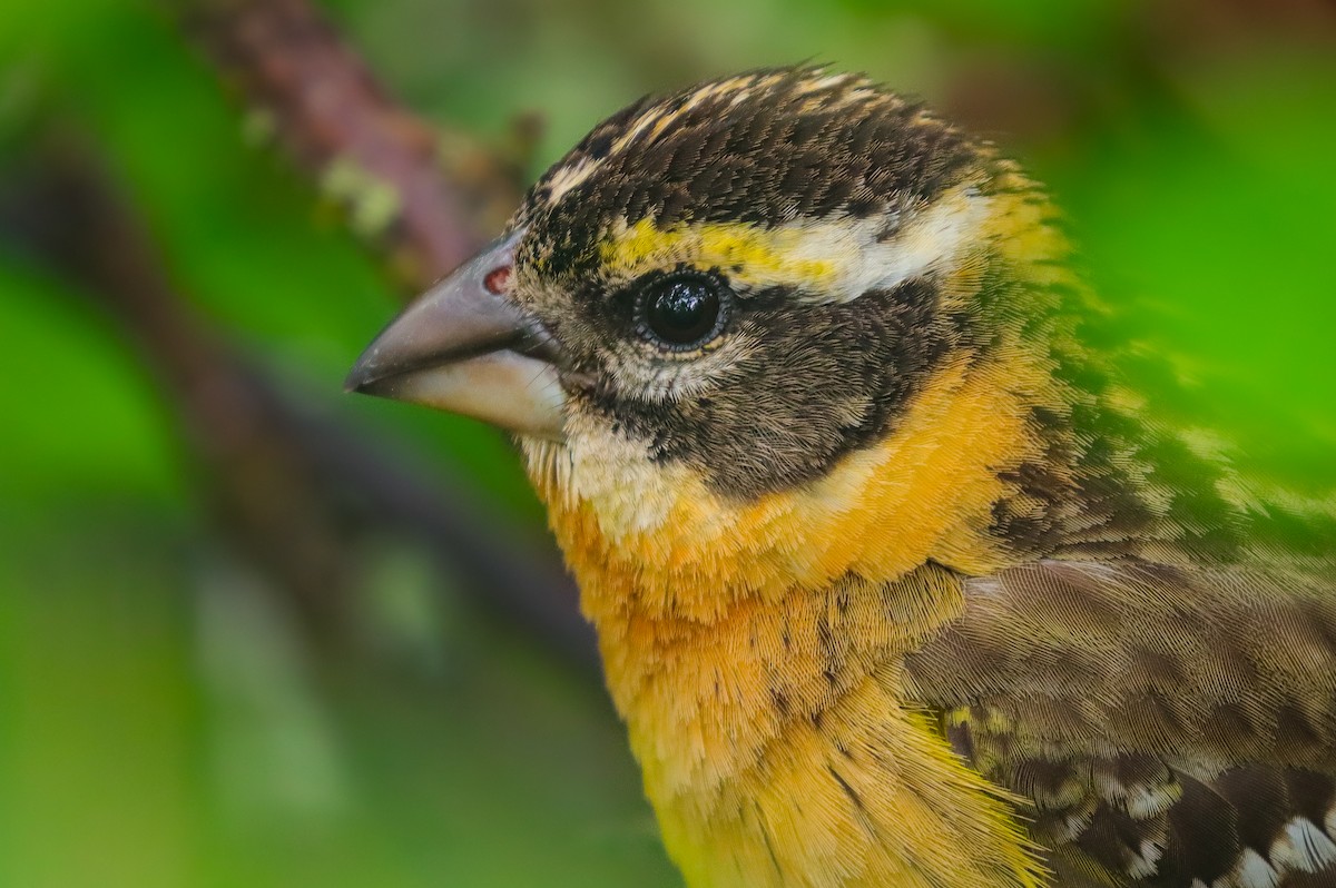 Black-headed Grosbeak - Andrew Thomas 🦅🪶