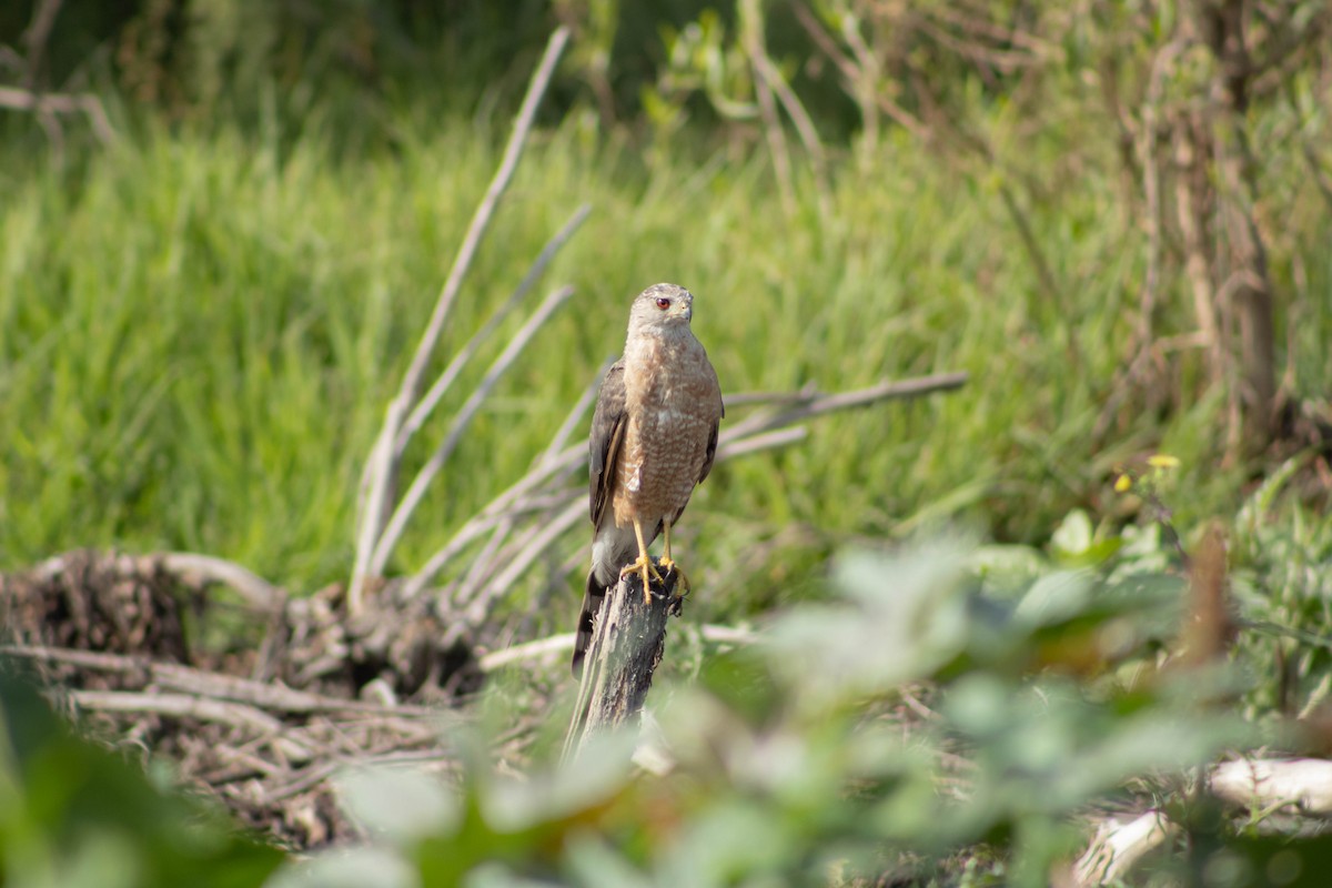 Cooper's Hawk - ML620665175