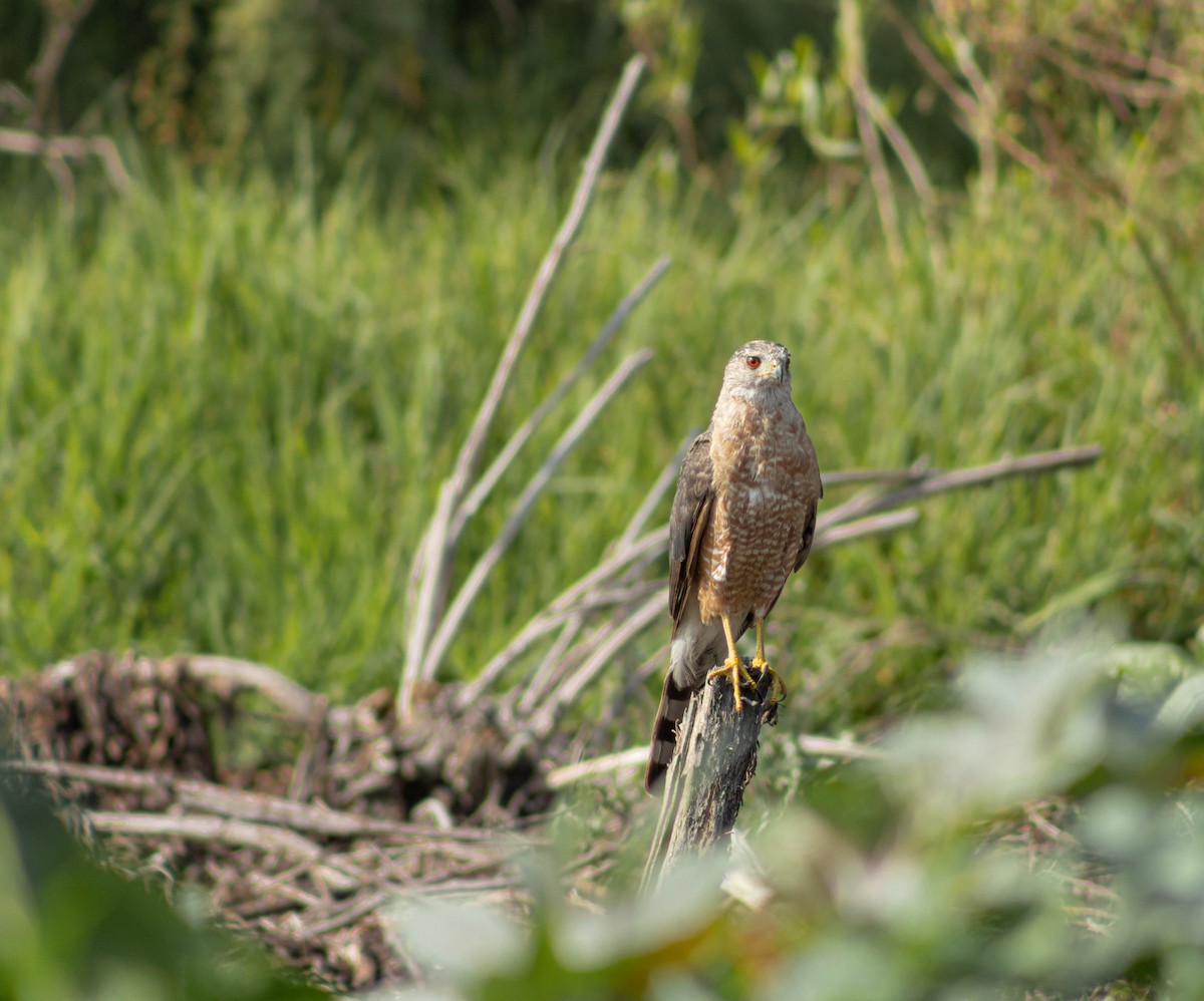 Cooper's Hawk - ML620665177