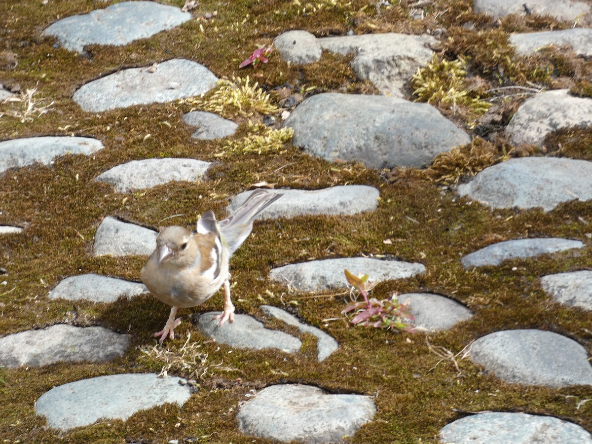 Common Chaffinch - ML620665185