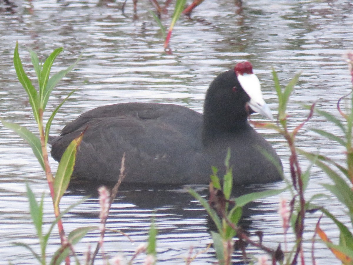 Red-knobbed Coot - ML620665187