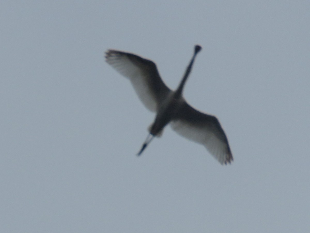 African Spoonbill - ML620665191