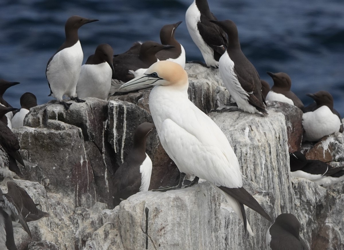 Northern Gannet - ML620665201