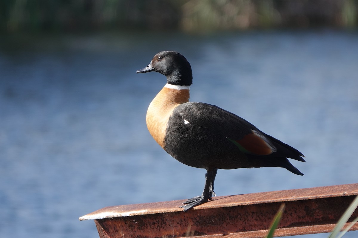 Australian Shelduck - ML620665204