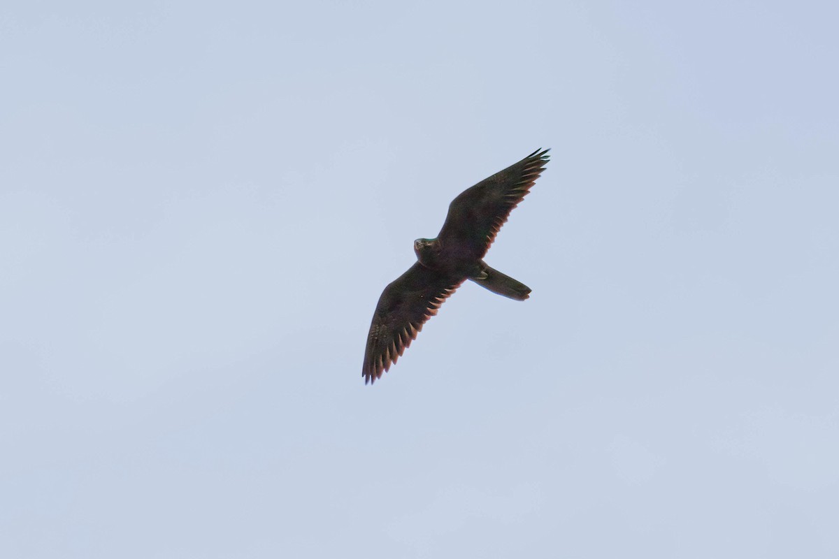 Black Falcon - ML620665208