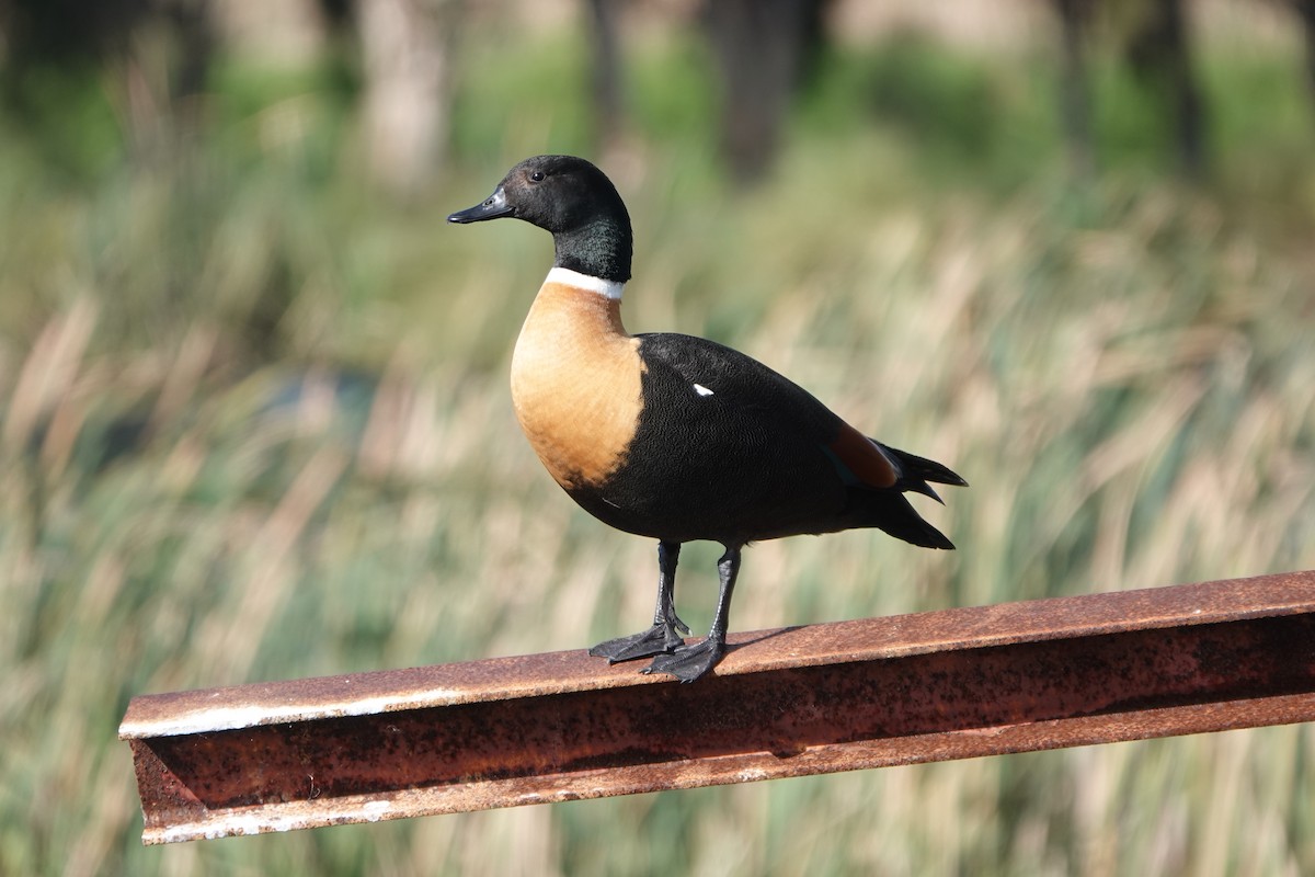 Tadorne d'Australie - ML620665209