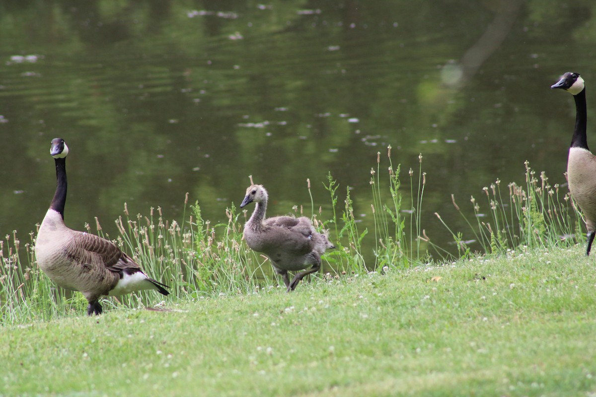 Canada Goose - ML620665210