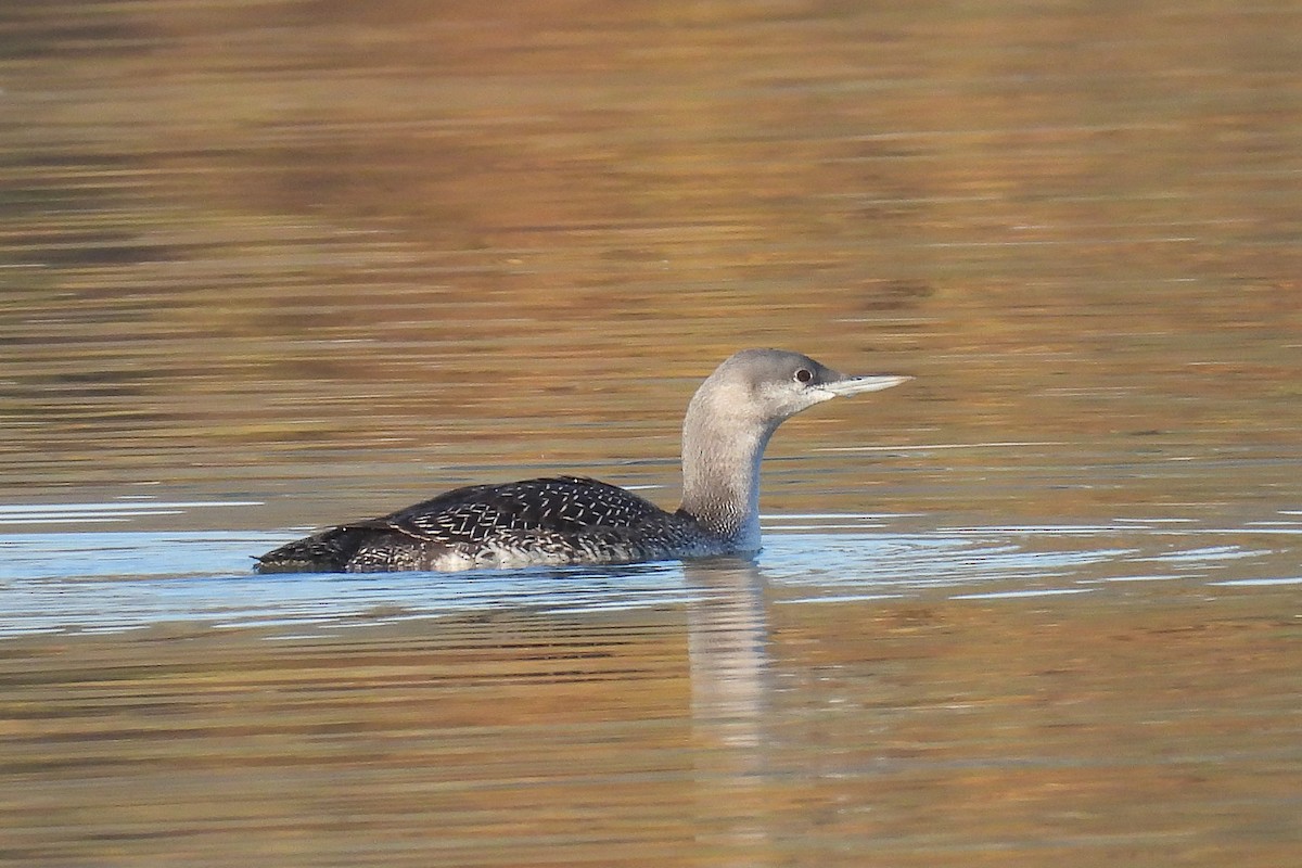 Red-throated Loon - ML620665212