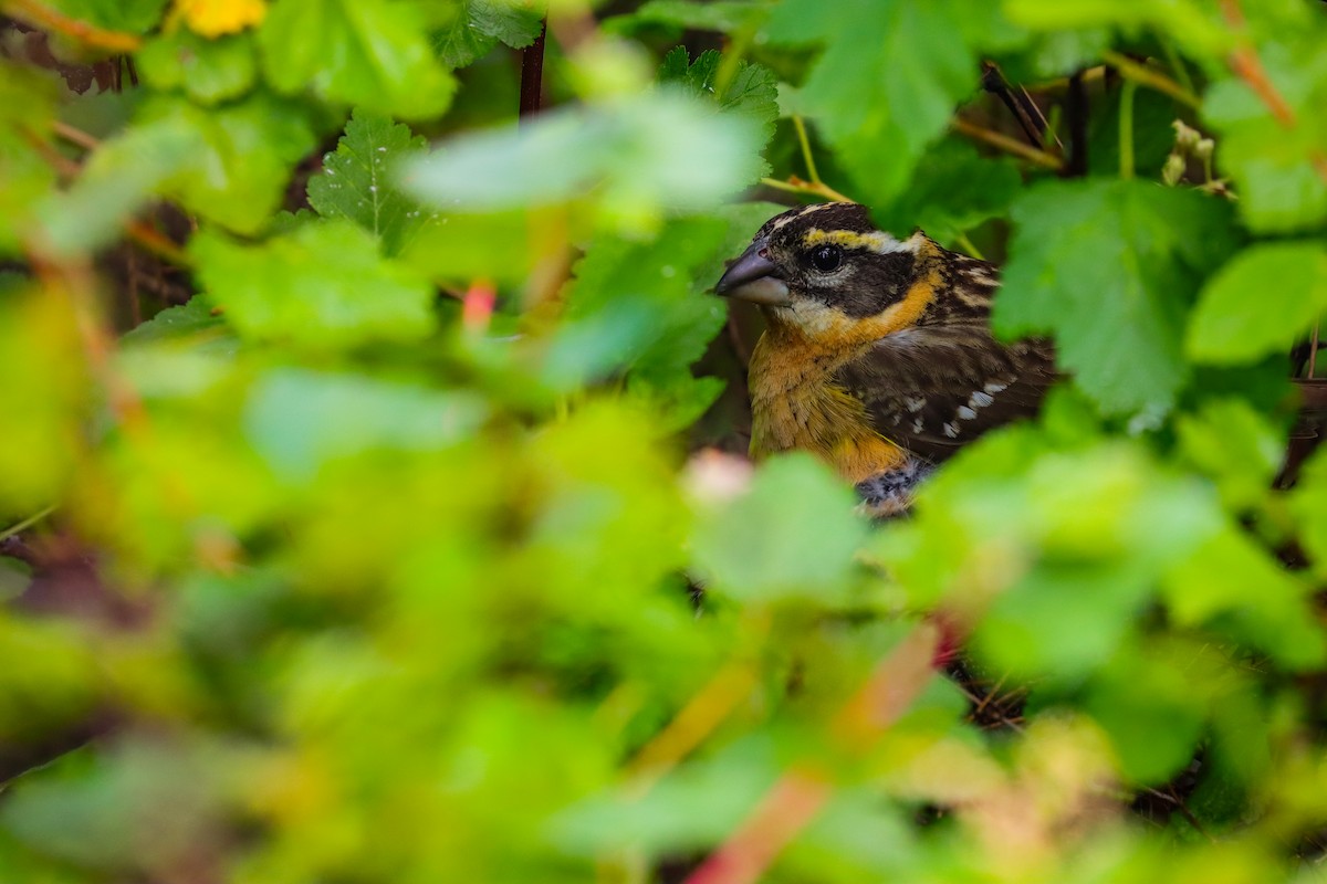 Black-headed Grosbeak - ML620665213