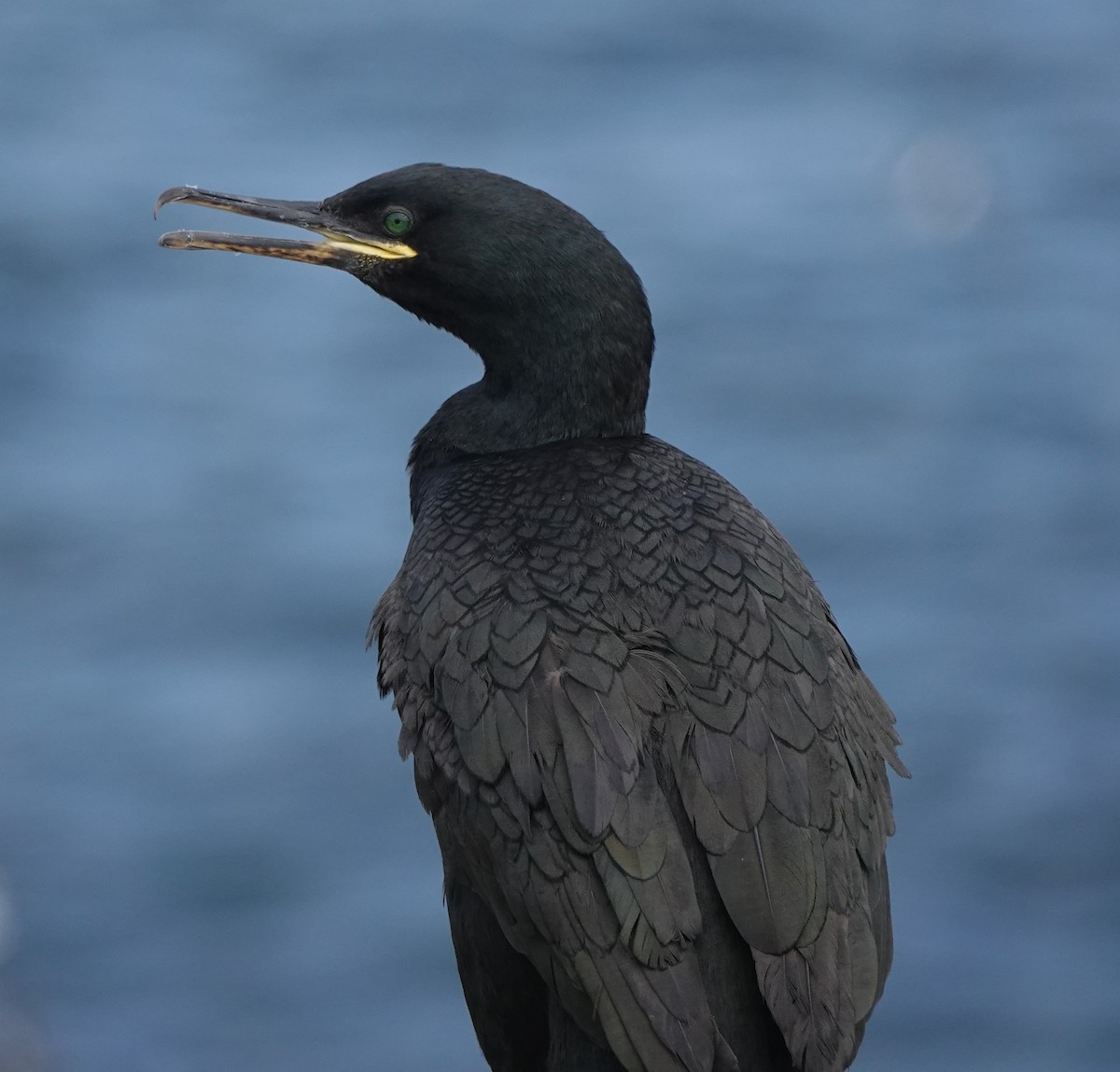 Cormorán Moñudo - ML620665215