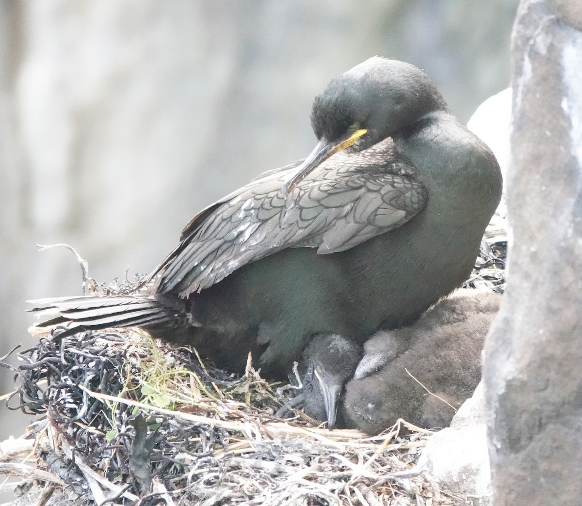 Cormorán Moñudo - ML620665216