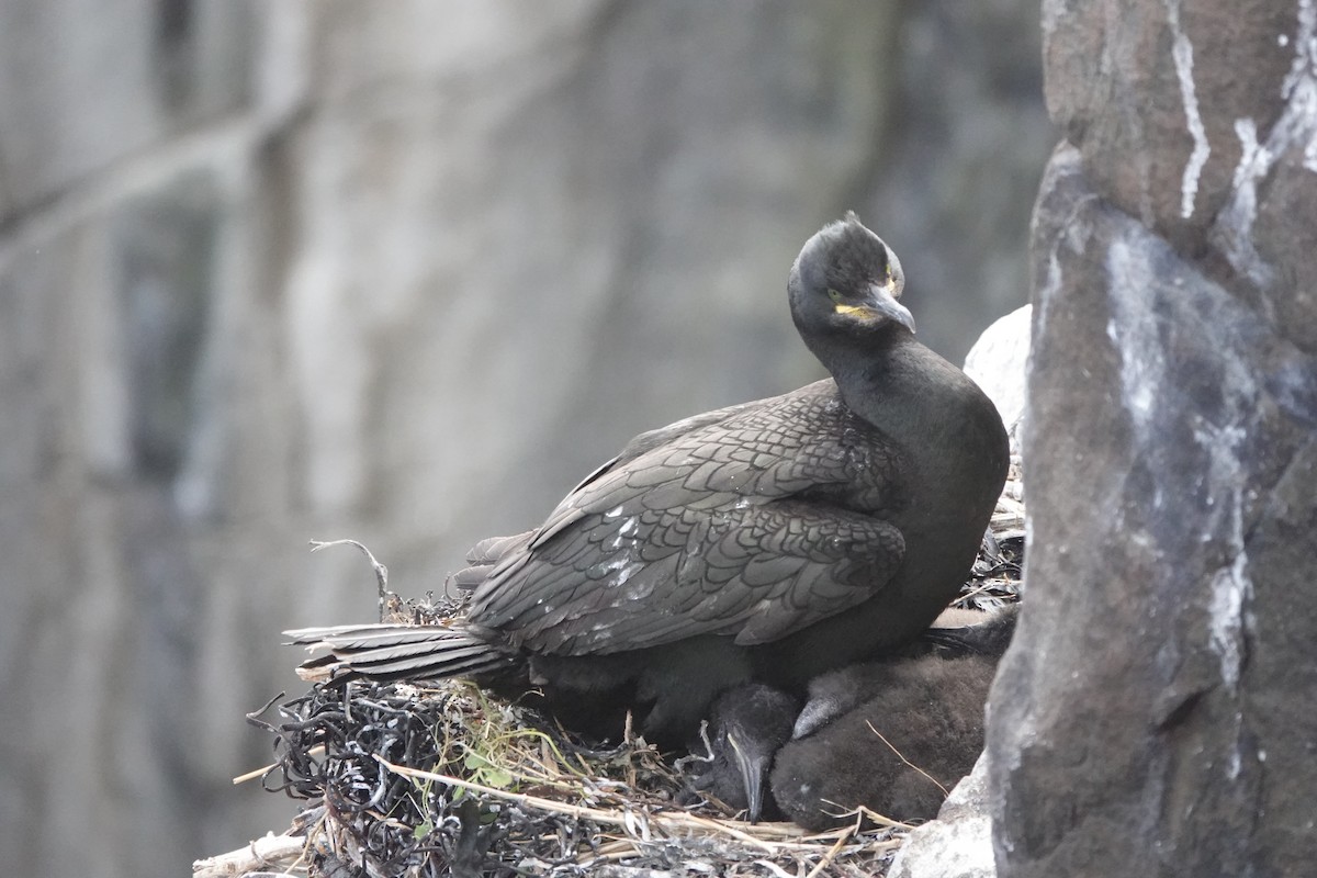 Cormorán Moñudo - ML620665217