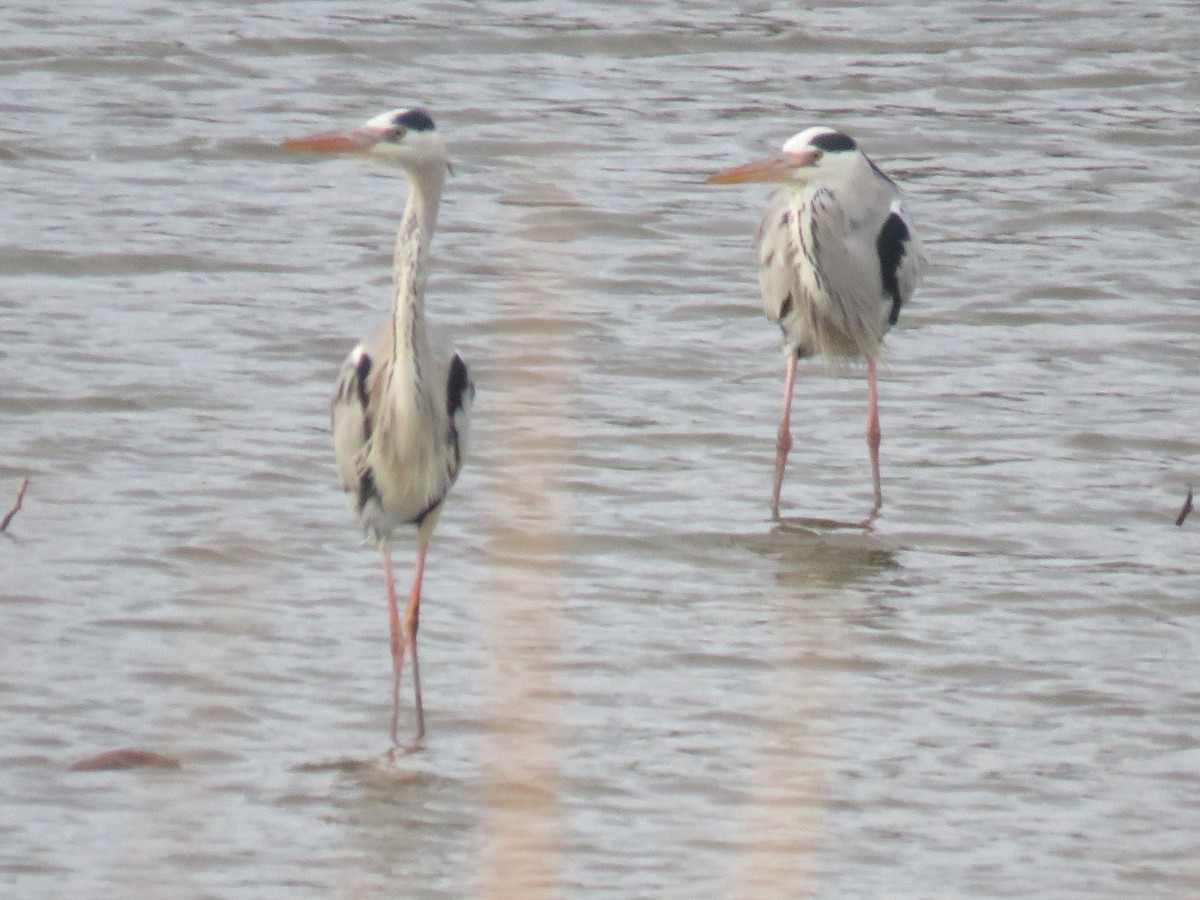 volavka popelavá (ssp. cinerea/jouyi) - ML620665218