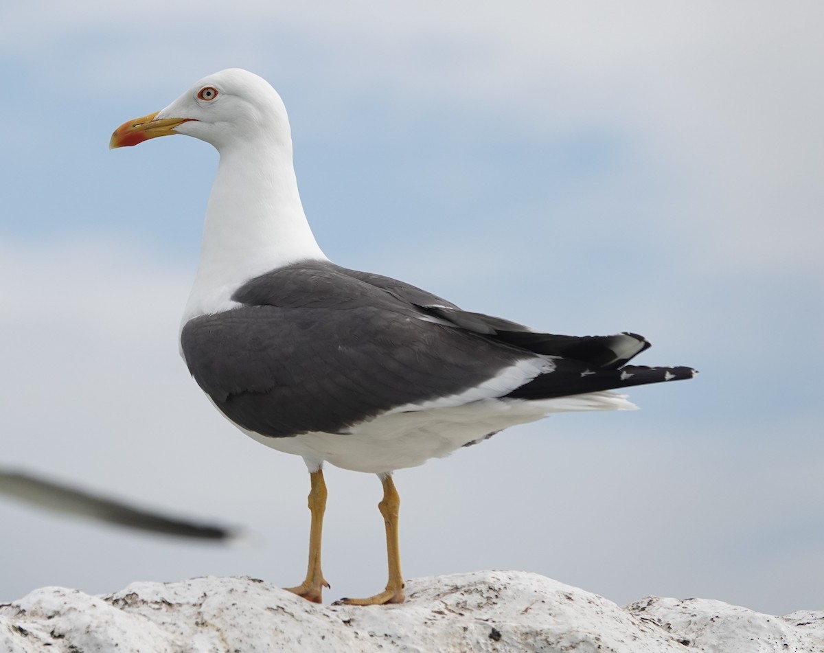 Lesser Black-backed Gull - ML620665219